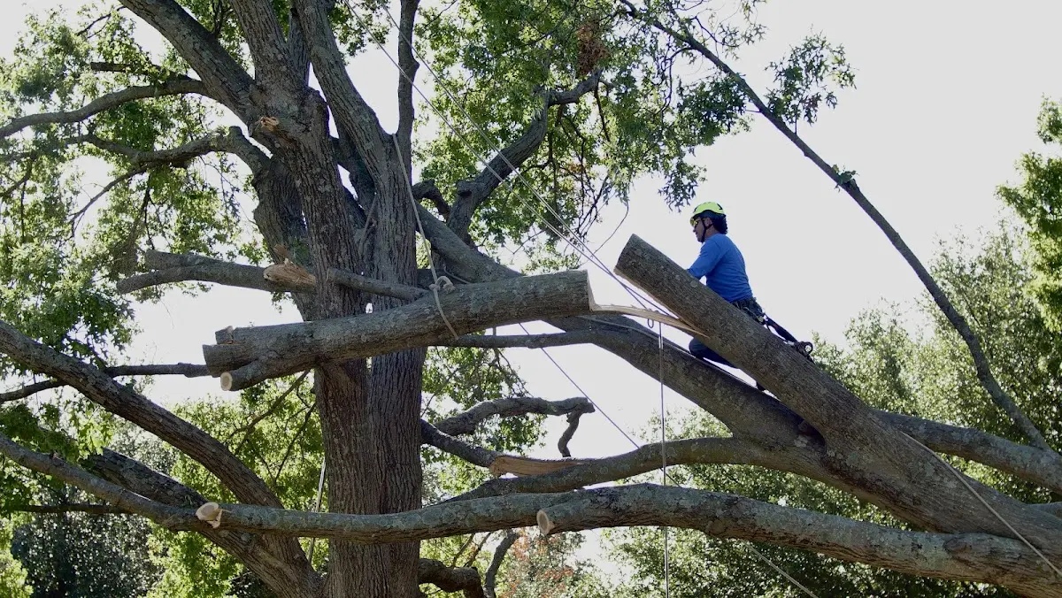 Professional Crown Thinning performed by certified arborists in Tea