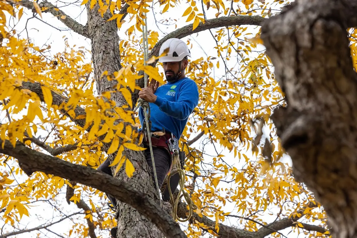 Skilled Dead Tree Removal crew working in Tea